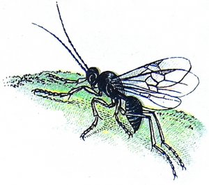Cotesia glomerata (parasitoid wasp) drawing
