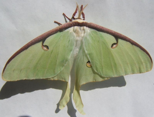 Actius luna, adult female Luna Moth. Source: Wiki Commons
