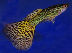 Flashy male guppy would make an easy meal in high-predation pools. [Source: http://www.science20.com/catarina_amorim/why_female_promiscuity_makes_sense_%E2%80%93_and_yeah_even_swans_and_penguins_do_it]