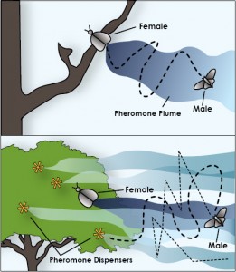 Females produce a pheromone plume which males can follow to find their mate. Sometimes, environmental factors can create a chemical disruption, making the female's trail hard to follow. What results is the delay of prevention of mating. Source: Murray & Alston, 2010
