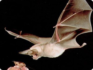 bat-lifespan-picture