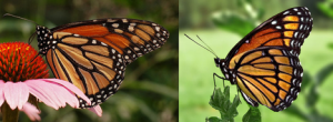 Monarch butterfly (left) and Viceroy (right). Source: Wikicommons
