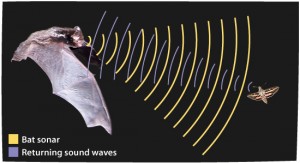An example of echolocation, in which the emitted call is returning to the bat after reflecting of its prey