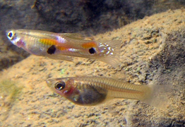 Male (above) and female (below) Trinidadian guppies differ in coloration. [Source]