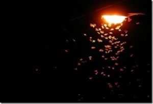 moths-light