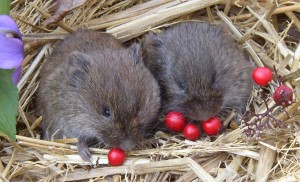 The prairie vole has been extensively studied as one of the few species that mate for life, attributed to high levels of oxytocin found in their brains. (taken from animal-kid.com)