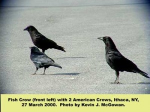 2 American crows and a fish crow (front left). 