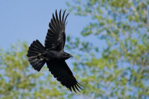 American crow flying.