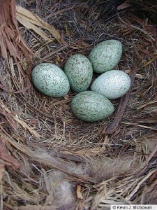 American Crow nest with eggs.