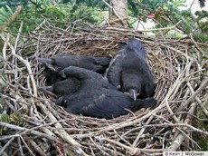 American Crow nestlings, 14 days old.
