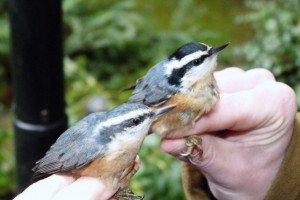 Male (right) and female (left) Red breasted Nuthatch