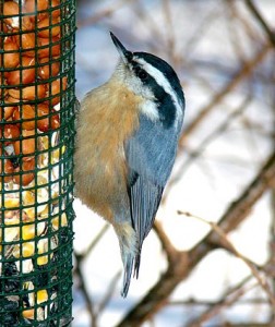 Red breasted Nuthatch on a bird feeder