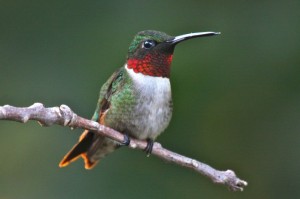 male ruby-throated hummingbird