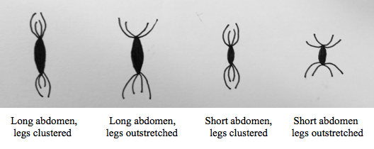 The four model spider positions created for the study (source: M. Hickman, 2015)