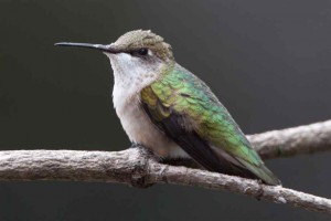 female ruby-throated hummingbird