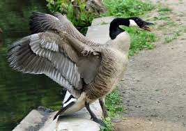 goose attack