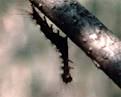 Gypsy moth larva infected with NPV LdMNPV. Source: Smitley, 2009