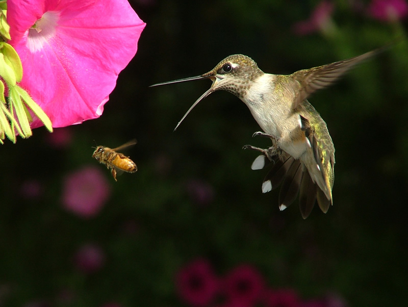 the Ruby-throated hummingbird feeds primarily on flower nectar and small insects (Stroud)