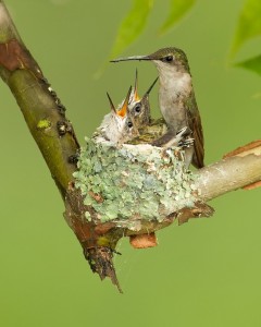 Ruby-throated Hummingbird nest with young (Clark)