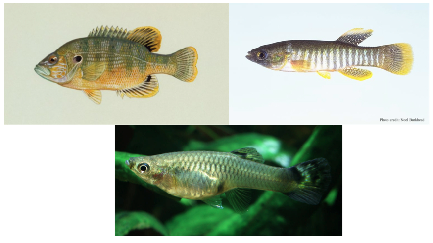 All pictures licensed under Public Domain via Wikimedia Commons. Top Left: “Green sunfish (Lepomis cyanellis)”. Drawing by Duane Raver. Source= Cropped from U.S. Fish and Wildlife Service Digital Library System. Top Right: "Fundulus grandis". http://commons.wikimedia.org/wiki/File:Fundulus_ grandis.jpg#/media/File:Fundulus_grandis.jpg. Bottom: "Female Guppy" Photo by H. Krisp. 
