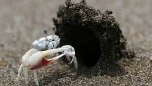 A fiddler crab standing at the ready near the hood of his burrow. These sand hoods attract female attention, and, new research finds, emboldens male exploration.