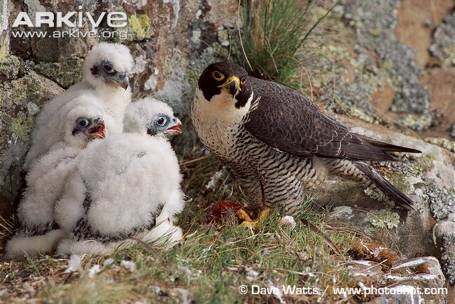 baby peregrine falcon in nest