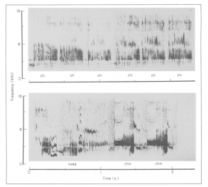 Annas humming bird spectrogram