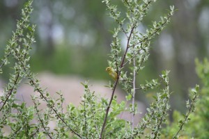 lady goldfinch