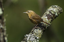 Brown-Throated Wren, Troglodytes aedon, one of the four bird species used in the study. Image source: Wikipedia