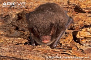 Image of Daubenton's bat, Myotis daubentonii