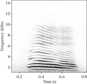 Figure 1.  Spectrogram of a ringtailed lemur contact call. Lemur contact calls are long-distance calls that elicit vocal responses from group members 