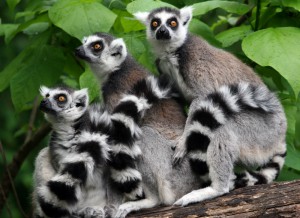 Ring-tailed Lemurs (Lemur catta)  http://cincinnatizoo.org/wp-content/uploads/2011/02/ring-tailed-lemur.jpg