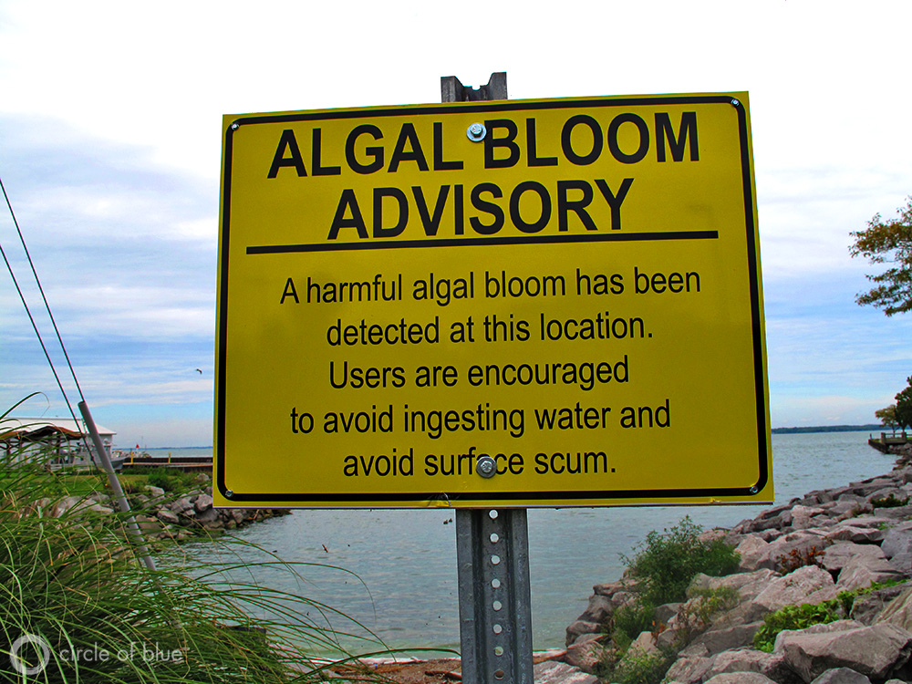 Human-induced algal blooms have changed the way aquatic animals search for mates