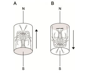 Magnetic pulse treatment. Lobsters were placed tail first into the solenoid (represented by the cylinder) of the magnetizer.(A) parallel magnetic pulse condition (B) antiparallel magnetic pulse condition (N=North; S=South)