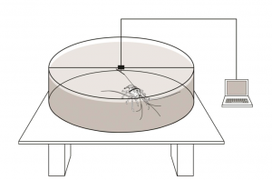 Orientation Arena. Lobsters were tethered within a circular arena to an electronic tracking system, and a computer that monitored the angle of orientation. 