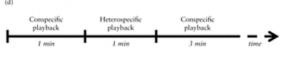 Figure 1. Timeline showing the order and duration of calls presented to the song sparrows.