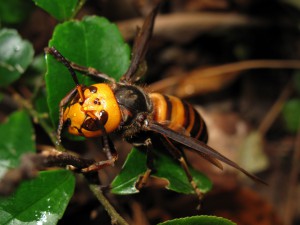 Vespa mandarina, the giant Asian hornet