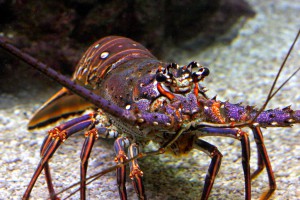 Caribbean spiny lobster (Panulirus argus) Photo © twagnerskier1 via Flickr