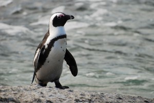 1024px-African_penguin_near_Boulders_Beach
