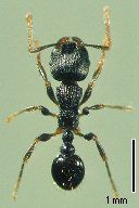 Tetramorium tsushime, the ant species tested in this study