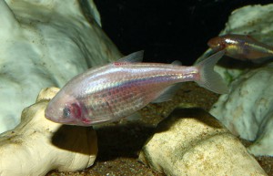 Blind cavefish, Mexican Tetra (https://commons.wikimedia.org/wiki/File:Astyanax_mexicanus_01.jpg)