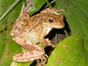 Cuban Treefrog (Ostenpilus septentrionalis)