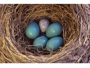 Mottled cowbird egg among host robin eggs.   http://www.pbs.org/wgbh/nova/sciencenow/0407/03-moth-01.html