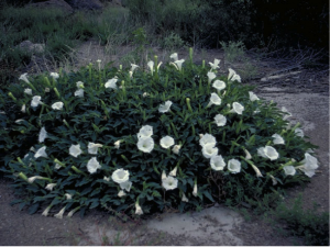 http://www.wildflower.org/gallery/result.php?id_image=5472 Datura wrightii flowers grow in dense creosote bushes which emit high intensity odors that are the same odors as the flowers, interfering with odor discrimination