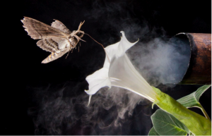 Anthropogenic odors interfere with moths' abilities to discriminate and localize target odors from flowers. This leads to a decreased ability to pollinate.