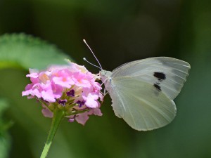 Pieris_brassicae_-_White_Butterfly_-_Cabbage_Butterfly_02