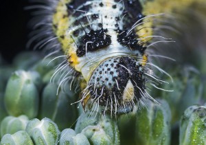 Pieris_brassicae_(caterpillar)_Portrait