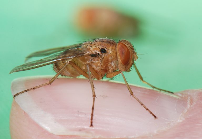 Silent Crickets How Male Pacific Field Crickets Losing Their Mating 