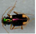 Fig 3: A Cicindelidae, or tiger beetle, also iridesces. 