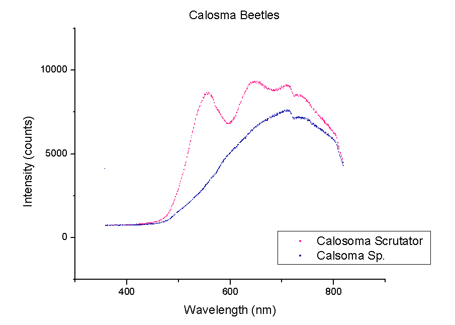 A comparison of Calosoma or "ground" beetles.